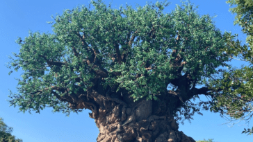 giant tree tree of life animal kingdom